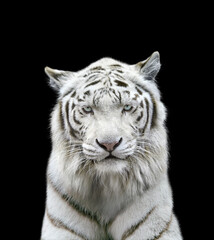 ホワイトタイガー