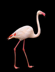 ヨーロッパフラミンゴ