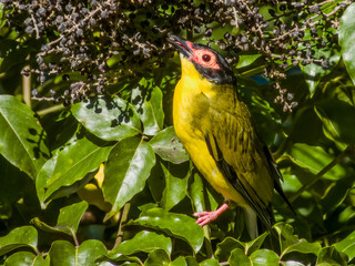 Australian Figbird in Queensland Australia