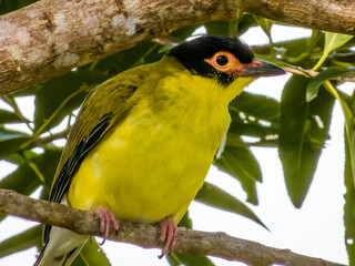 Australian Figbird in Queensland Australia