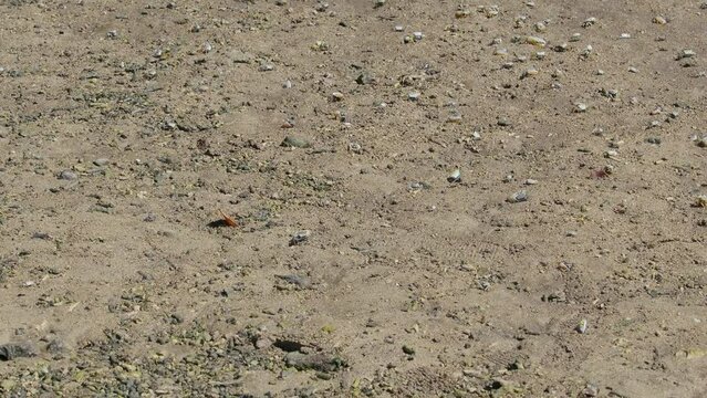 Okinawa,Japan - July 3, 2023: Crabs and Mudskippers on mudland in Ishigaki island, Okinawa, Japan
