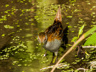 Baillon's Crake in Queensland Australia