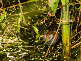 Baillon's Crake in Queensland Australia