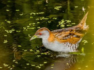 Baillon's Crake in Queensland Australia