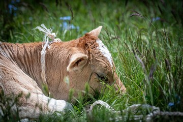 Isolated close up portrait of a young calf resting on a beautiful green grass background enjoying the sun- Armenia