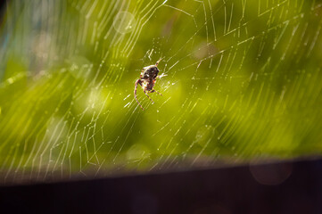 spider on the web