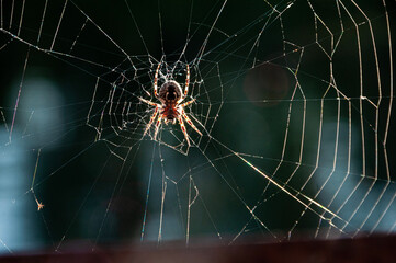 spider on web