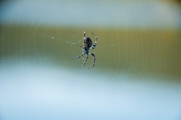 spider on web