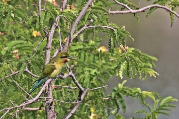 Blue-tailed bee-eater (Merops philippinus) bird perching on tree