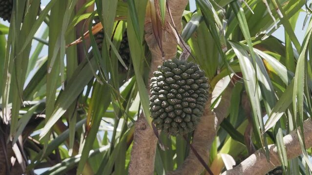 Okinawa,Japan - July 2, 2023: Ripe fruit of Pandanus odoratissimus on Kohamajima island, Okinawa, Japan
