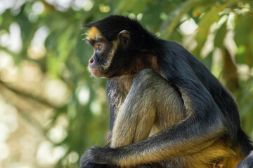 SPIDER MONKEY, ATELES, THE BEST KNOWN MAQUISAPA MONKEY IN THE JUNGLE, ENDANGERED PRIMATE