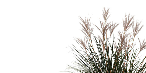grass isolated on white