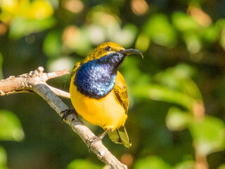 Olive-backed Sunbird in Queensland Australia