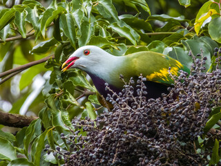 Wompoo Fruit-Dove in Queensland Australia