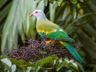 Wompoo Fruit-Dove in Queensland Australia