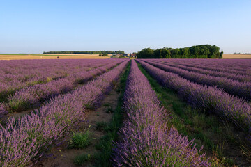 Fototapeta na wymiar Lavender fields in the French Gatinais Regional Nature park
