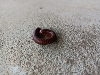 Millipedes are a type of reptile.