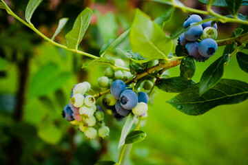 Homegrown huckleberry in the backyard close up. Ripe blueberry berries on the bush. Highbush or tall blueberry cluster. Harvest of blueberry in the garden