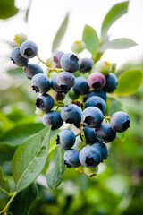 Homegrown huckleberry in the backyard close up. Ripe blueberry berries on the bush. Highbush or tall blueberry cluster. Harvest of blueberry in the garden