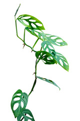 Green leaves vines Monstera Adansonii or Monstera Monkey holes leaf climbing the tropical rainforest houseplant isolated on transparent background. PNG transparency © Tri Visuals