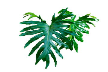 Shiny green of split leaf philodendron philodendron selloum or monstera the popular tropical foliage rainforest isolated on transparent background. PNG transparency
