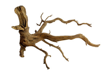 Unique stump driftwood with texture roots branched isolated on transparent background. PNG transparency