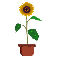 Cute yellow sunflower in pot Vector Illustration