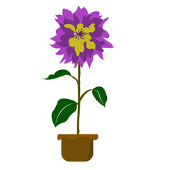 Beautiful dahlia flowers in pot Vector Illustration