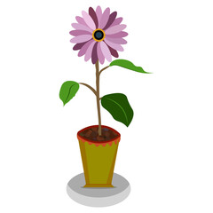 Beautiful Purple Daisy Flower in pot Vector Illustration