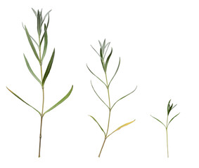 Botanical collection. Green thin gentle twigs with leaves on a white background. 