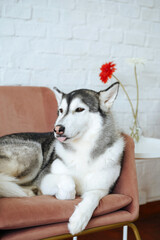 Happy relaxed husky dog with its tongue sticking out lies in a pink armchair on white brick wall background. Importance of taking care of the mental and physical health of a domestic pet