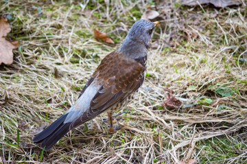Fieldfare Turdus pilaris on the ground while searching for food