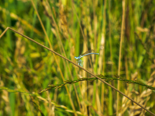 dragonfly on the grass