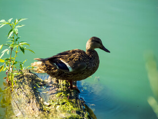 duck in the pond