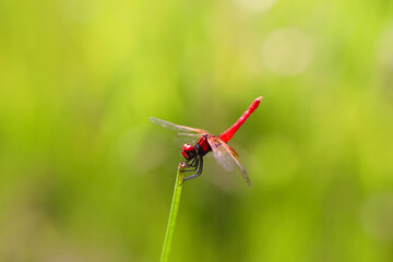 ハッチョウトンボのオス