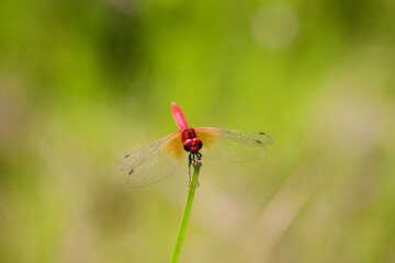 ハッチョウトンボのオス