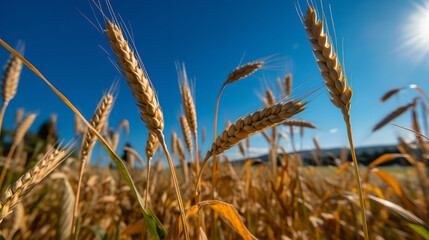 Gold ears of wheat against the blue sky and clouds. Field of wheat, agriculture background.