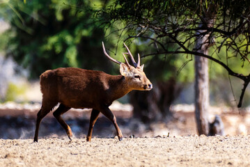 beautiful pictures of hog deer, The Indian hog deer, or Indochinese hog deer, is a small cervid native to the region of the Indian subcontinent 