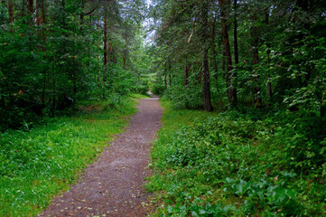 Fototapeta na wymiar Path in the green forest.
