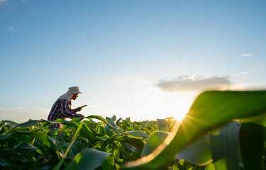Agriculturist surveys corn plants to analyze crop growth data with application on tablet. Smart...