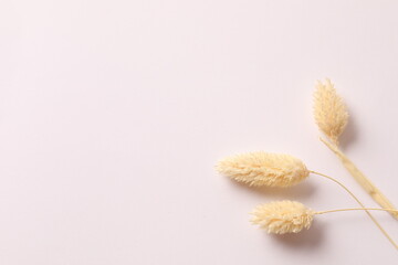 Bouquet of beautiful dried flowers on a white background. Place for text