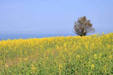 海辺の菜の花畑