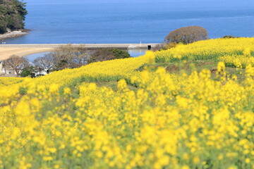 海沿いの菜の花畑