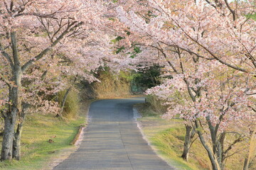 道沿いの桜並木