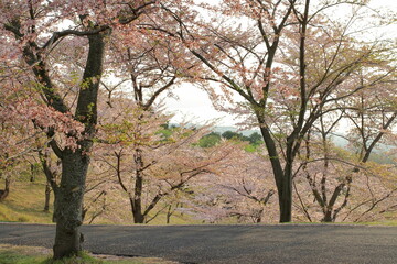 満開の桜
