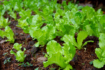 Young and fresh vegetable green color in white tray in hydroponic farm for health market.Fresh lettuce leaves, close up.,Butterhead Lettuce salad plant, hydroponic vegetable leaves. Organic food-Image