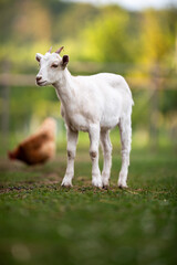 Fototapeta na wymiar Cute goats on an organic farm, looking happy, grazing outdoors - respectful animal farming