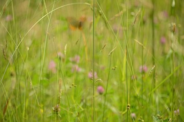 purple flowers orange butterfly