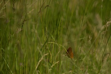 Butterfly in Grass
