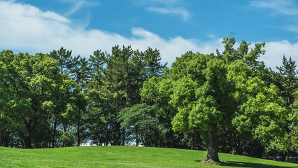 青空の下のクスノキ 横
